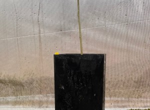 Manregion English Walnut